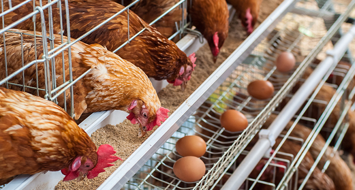 全自動養(yǎng)雞設備優(yōu)勢有哪些？