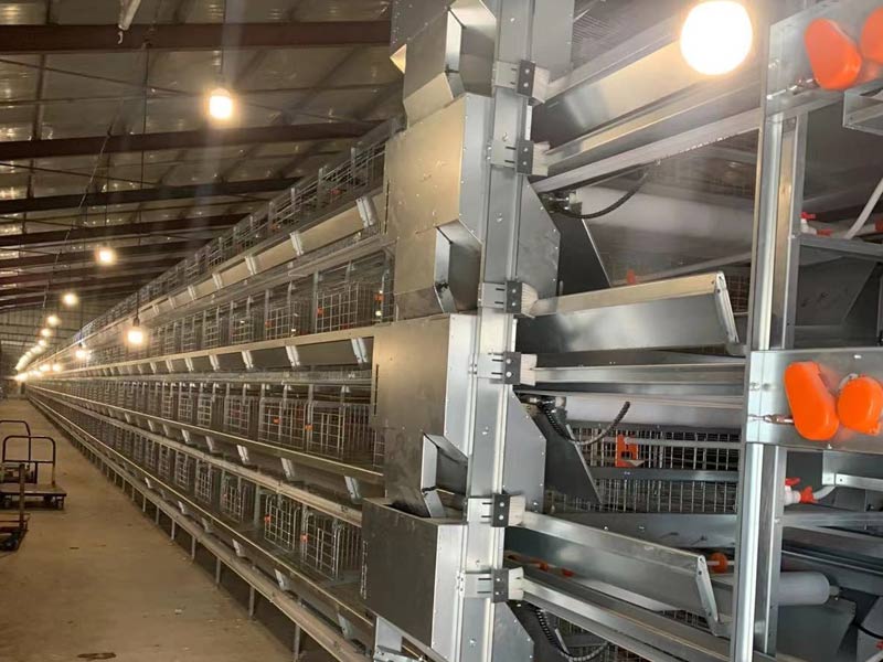 自動化養(yǎng)雞設(shè)備養(yǎng)雞怎樣選址